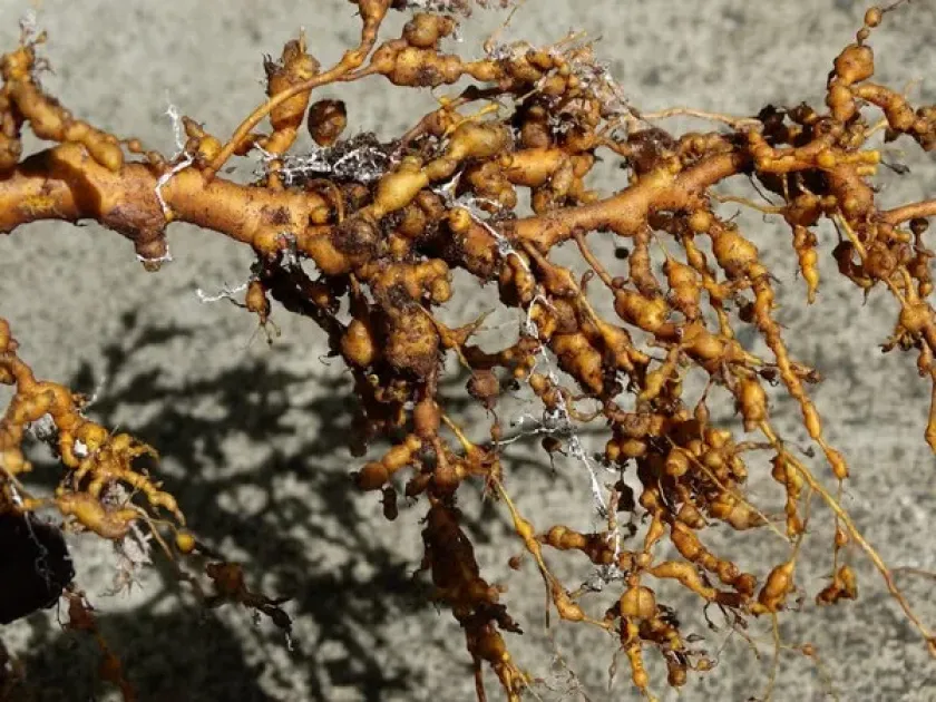 Grape root-knot nematode