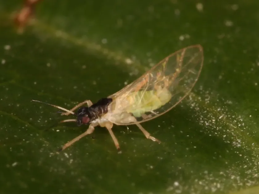 Heterotrioza psyllid