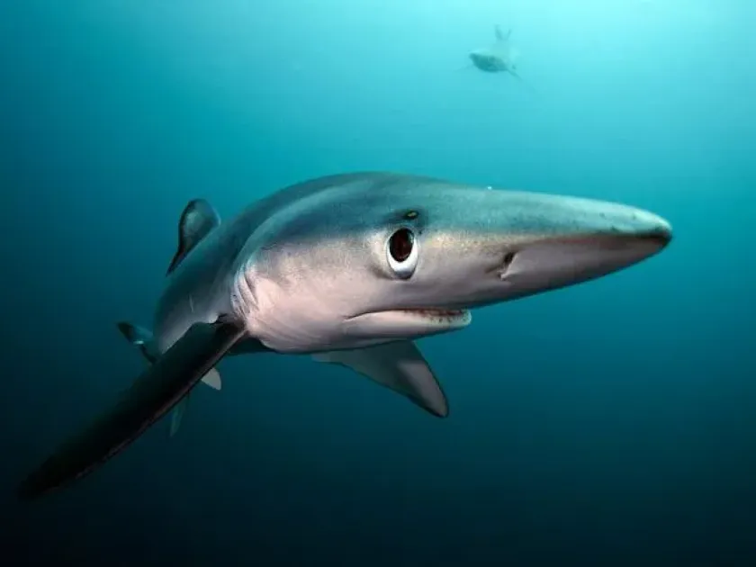 Blue shark