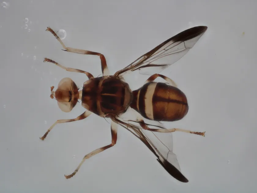 African melon fly
