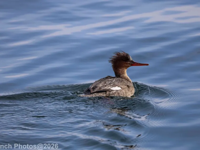 Red-breasted merganser