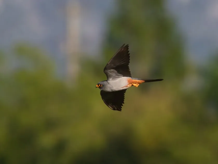 Red-footed falcon