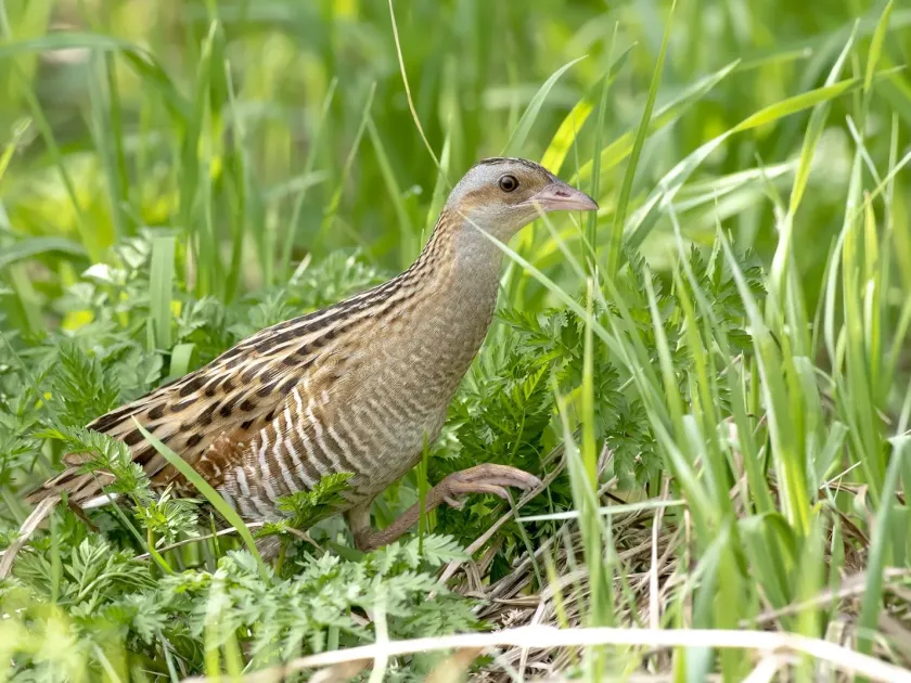 Corncrake