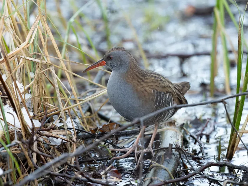 Water rail