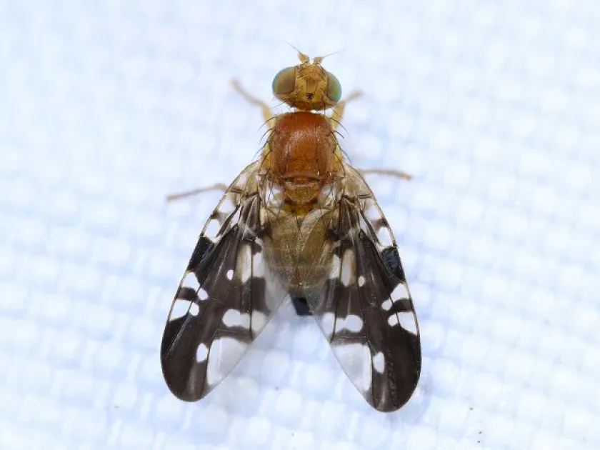 Acidiella kagoshimensis
