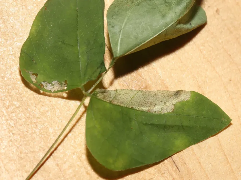 Минерующая моль Macrosaccus morrisella