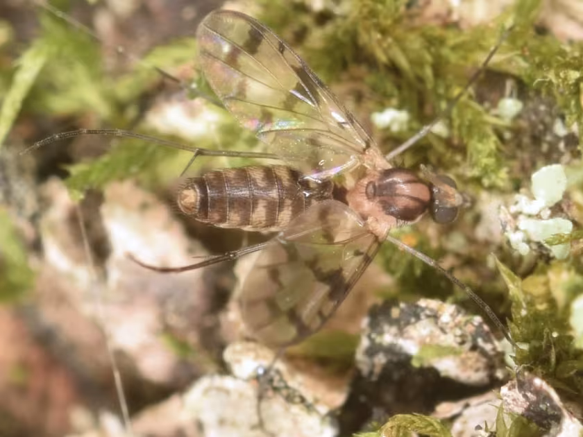 Грибной комарик рода Proceroplatus