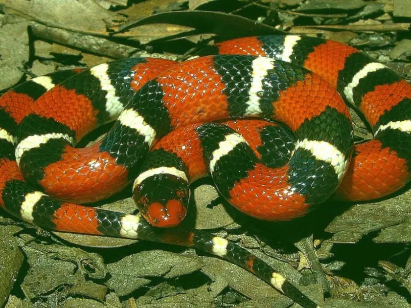 Королевская змея
