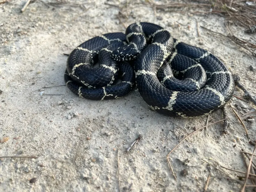 Королівська змія