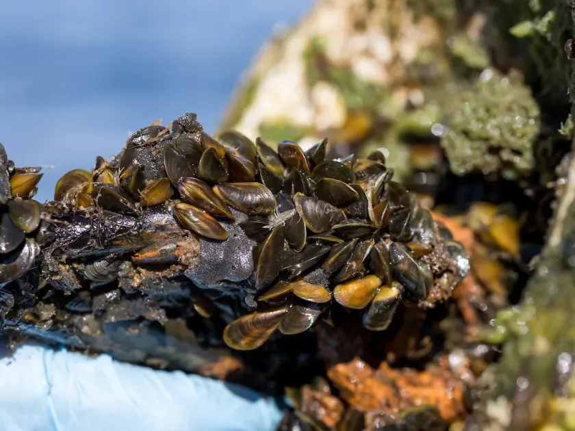 Limnoperna