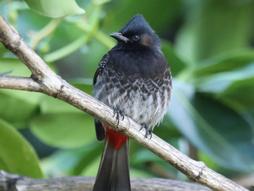 Red-vented bulbul