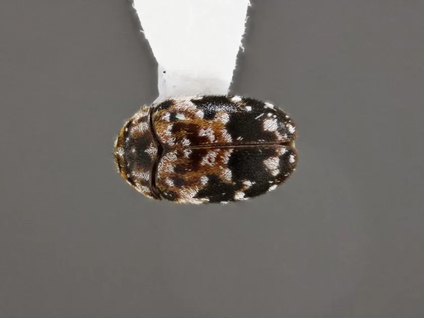 Trogoderma anthrenoides