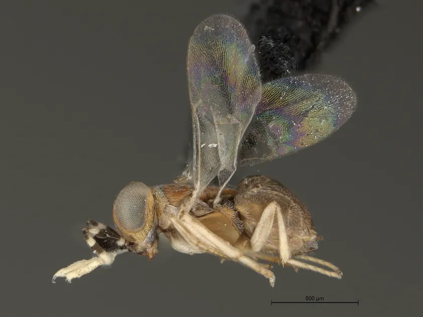 Anagyrus mirzai