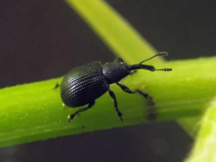 Apple fruit weevil