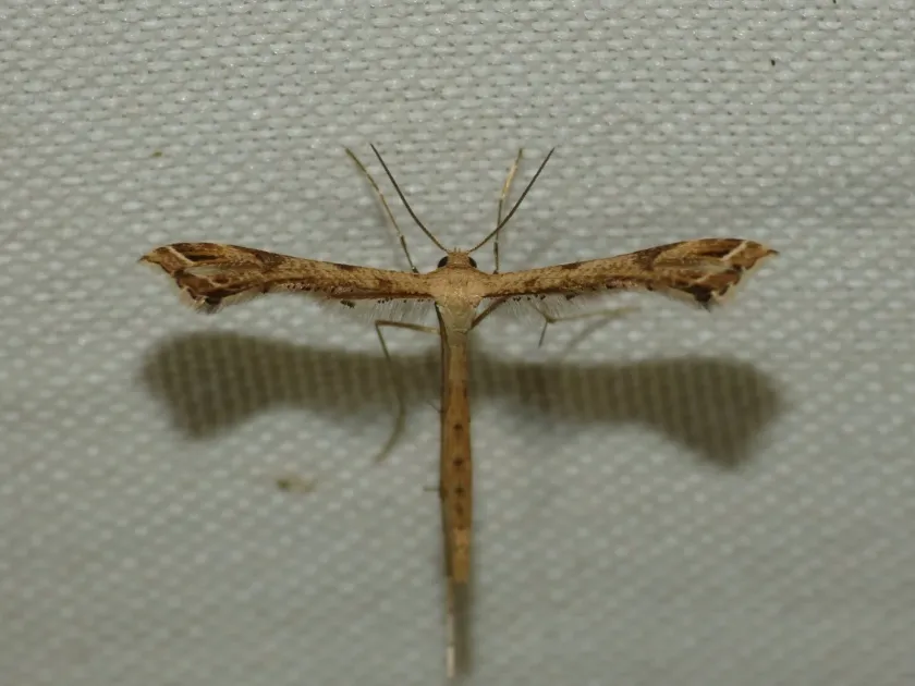 Stenoptilodes