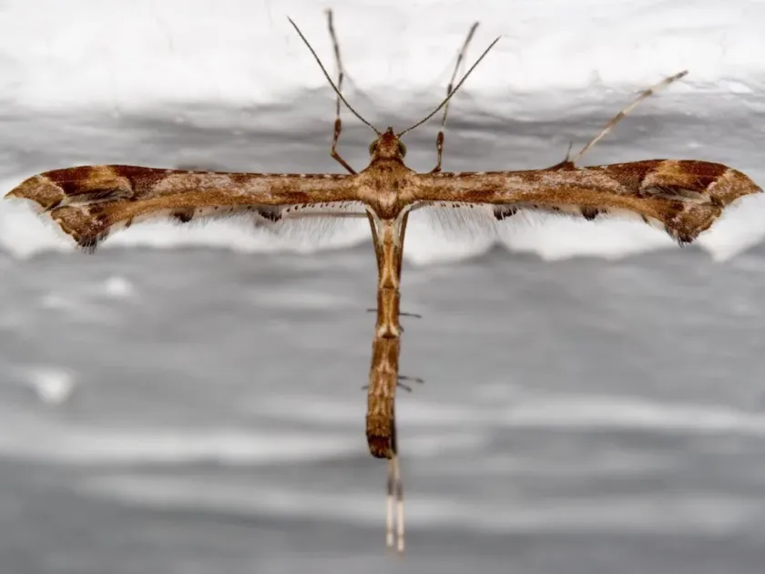Amblyptilia