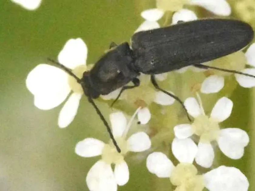 Bronze-black click beetle
