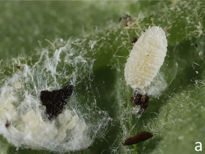Mealybug Phenacoccus miruku