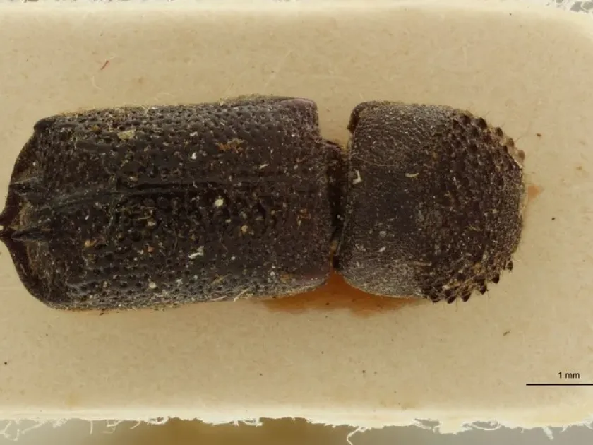 Sinoxylon indicum
