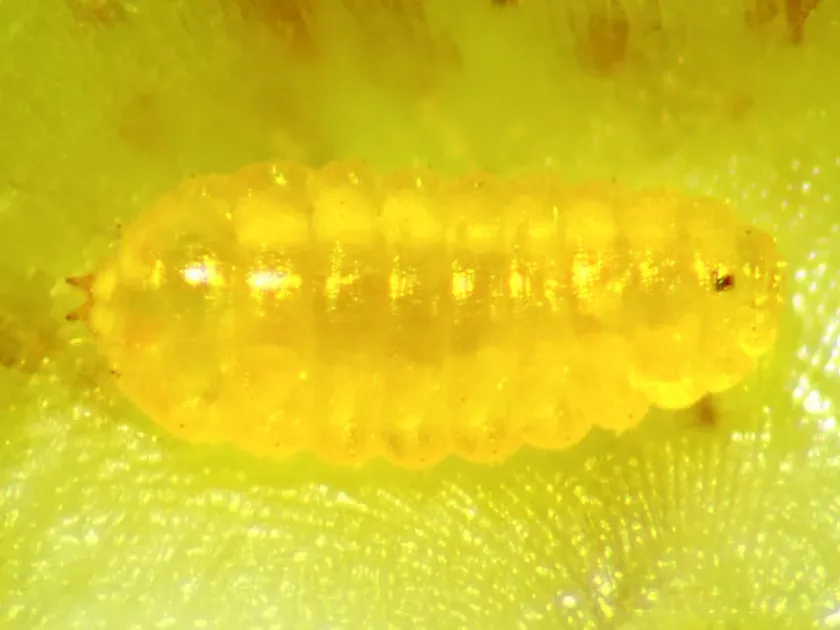 Oak leaf midge