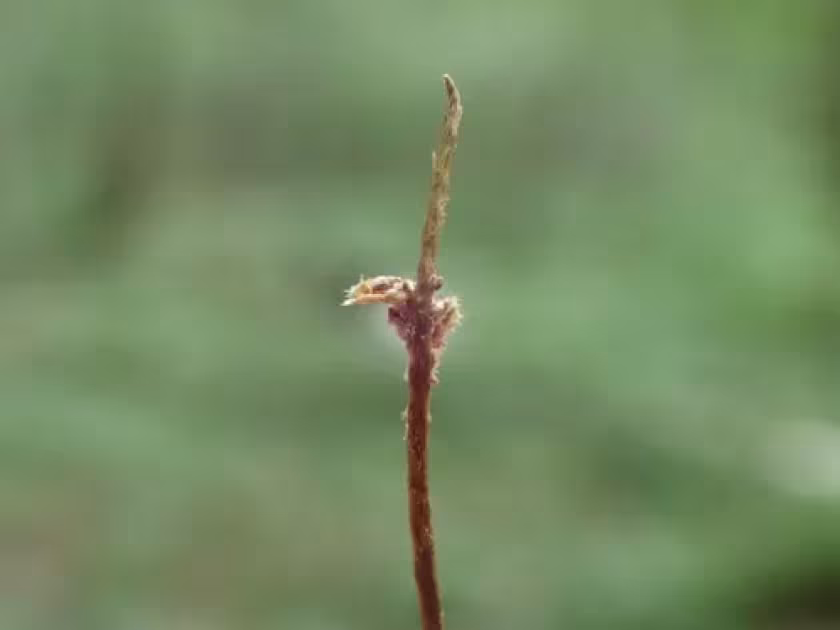 Birch seed gall midge