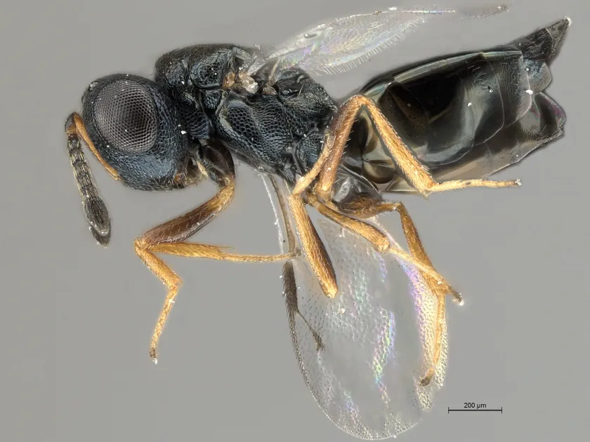 Pachycrepoideus