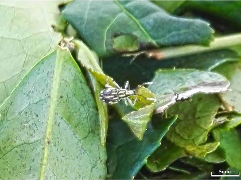 Довгоносик Myllocerinus aurolineatus