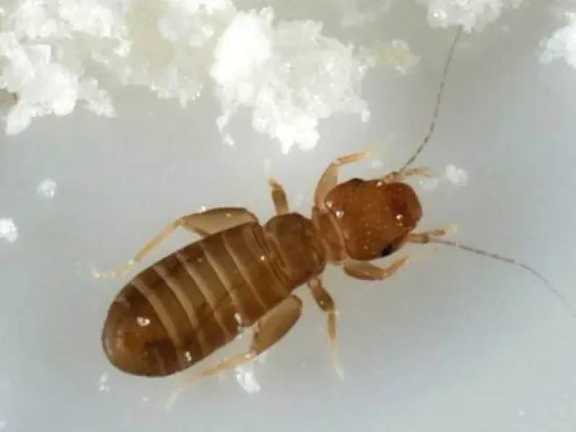 Booklouse