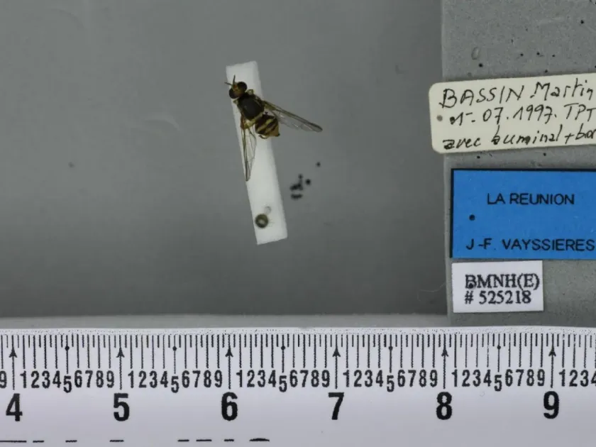 Плодовая муха Bactrocera montyana