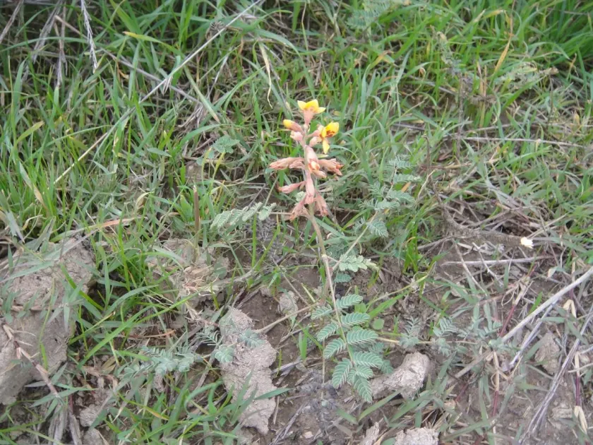 Hoffmanseggia falcaria