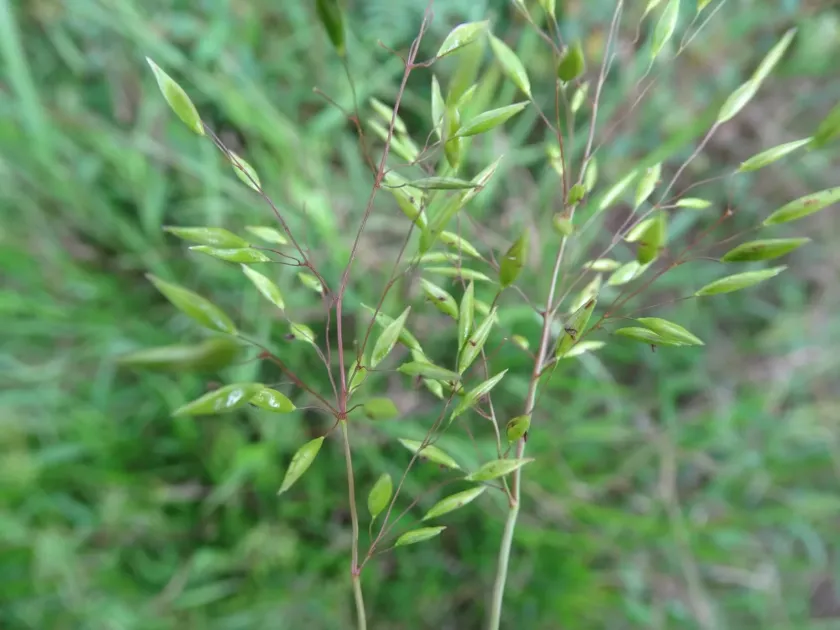 Homolepis aturensis