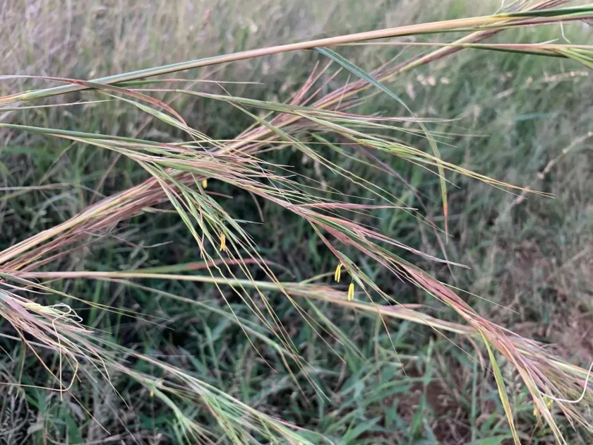 Hyperthelia dissoluta
