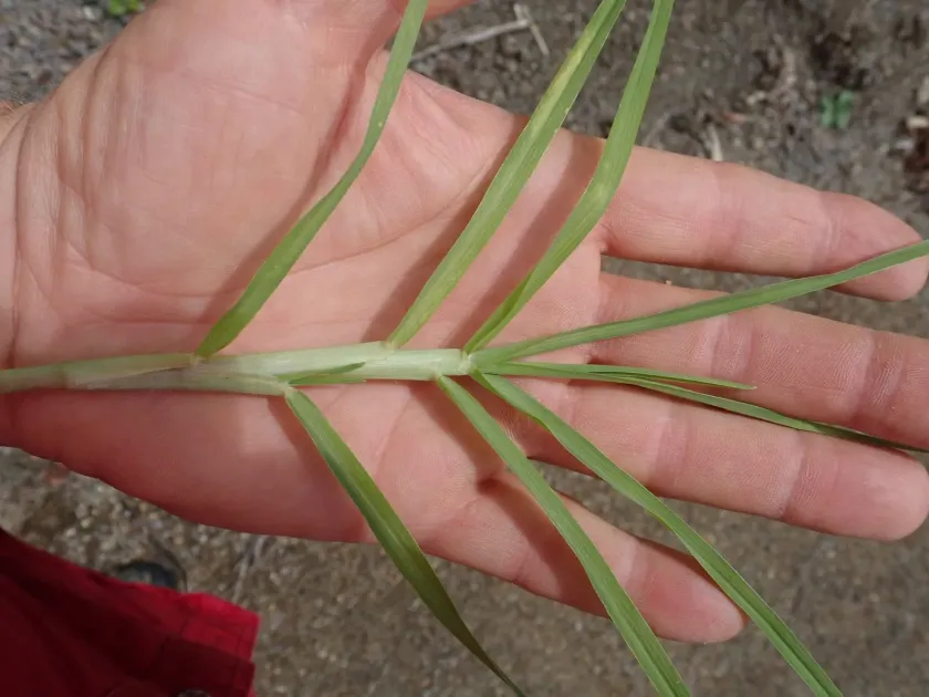 Kikuyu grass