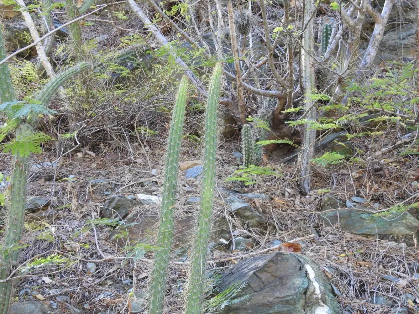 Harrisia eriophora