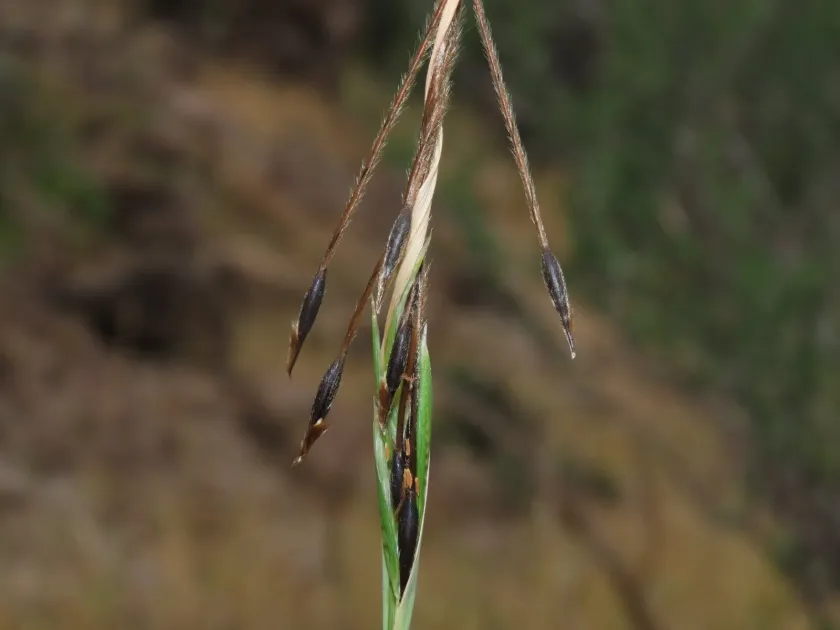Black speargrass