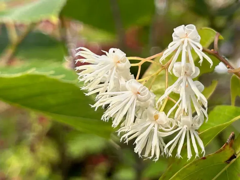 Huodendron tibeticum