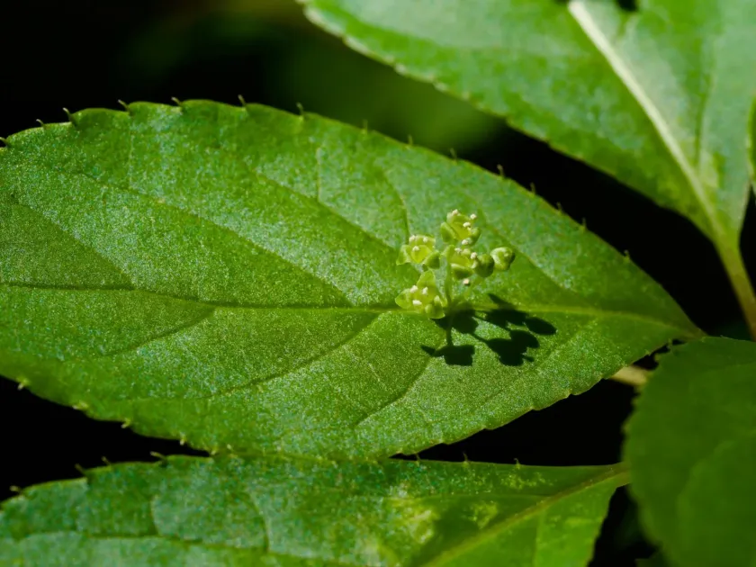 Helwingia japonica
