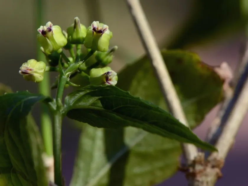 Hybanthus atropurpureus