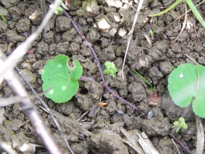 Hydrocotyle exigua