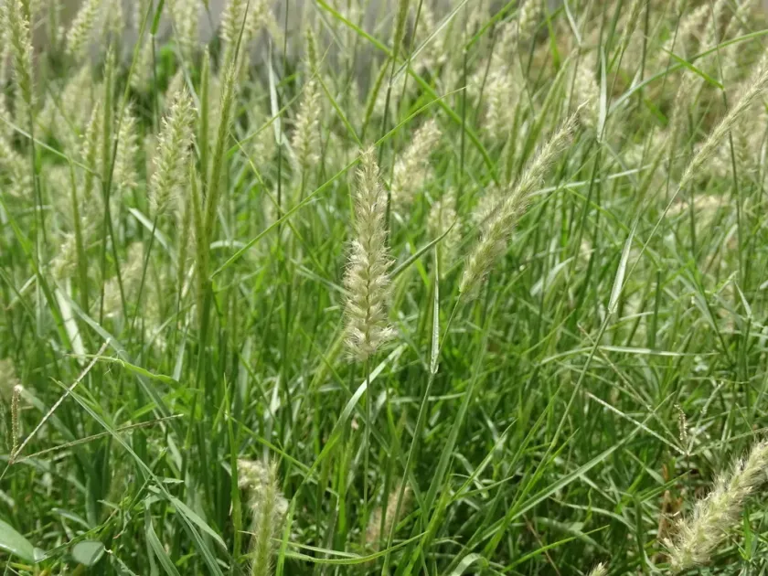 Cenchrus pennisetiformis