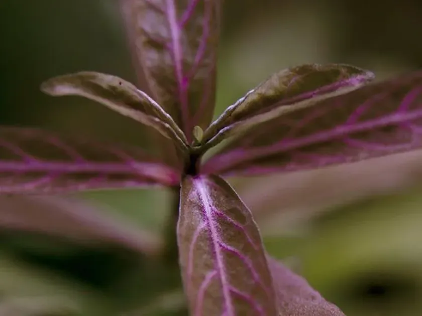 Hygrophila chevalieri