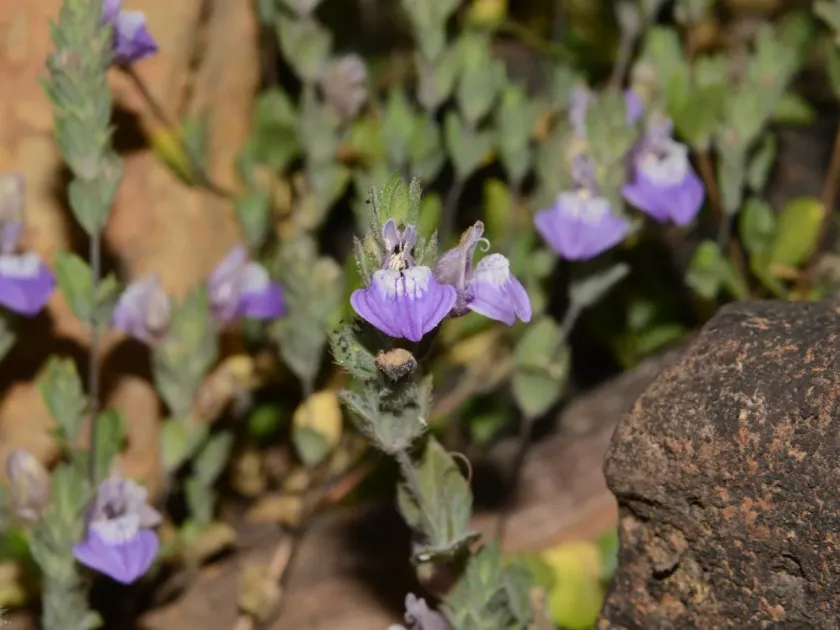 Hygrophila serpyllum