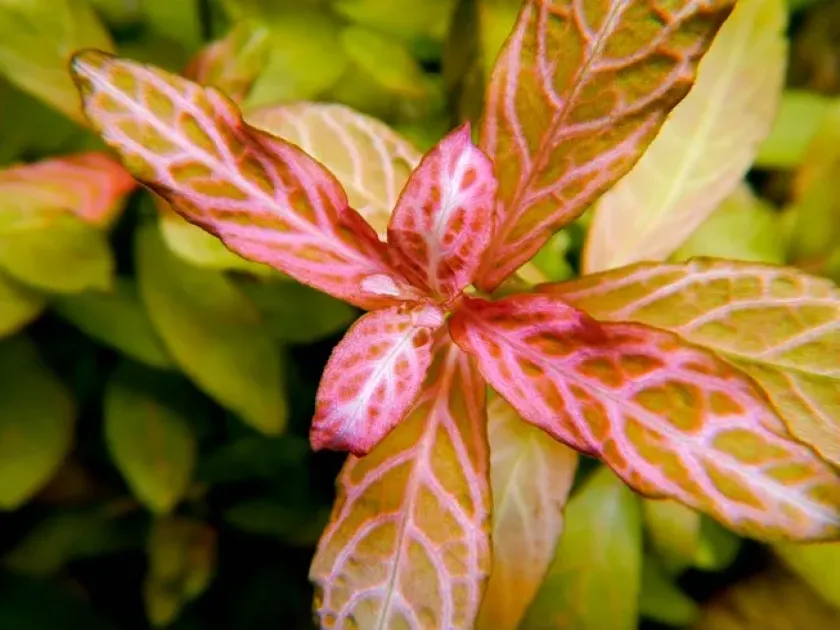 Hygrophila uliginosa