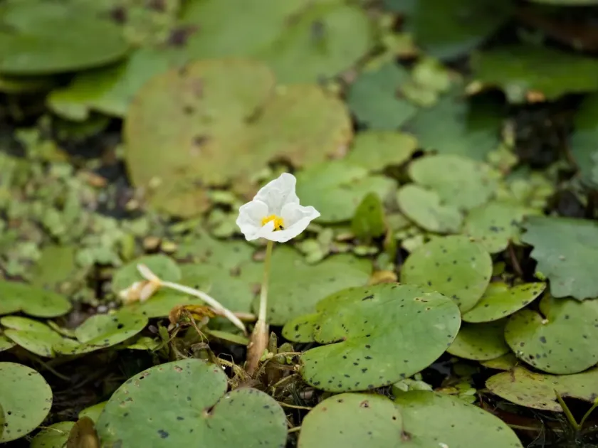 Водокрас азійський