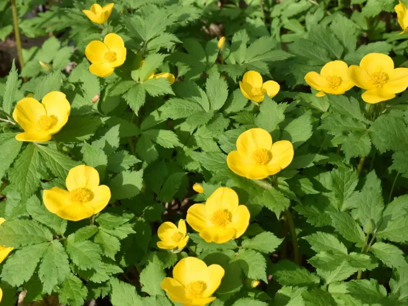 Hylomecon japonica