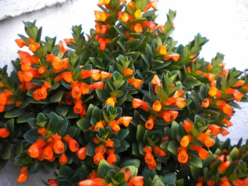 Hypocyrta glabra