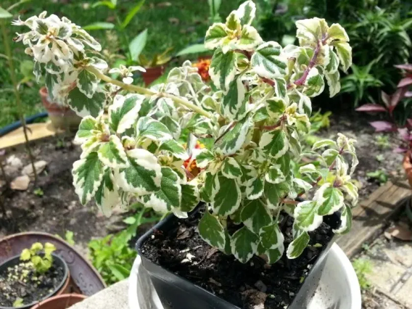 Hemizygia welwitschii