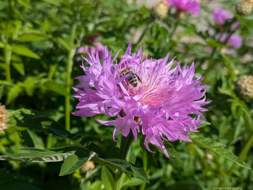 Centaurea dealbata