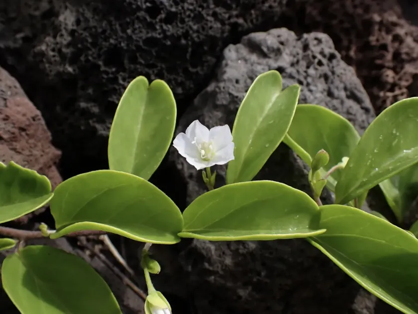 Jacquemontia sandwicensis