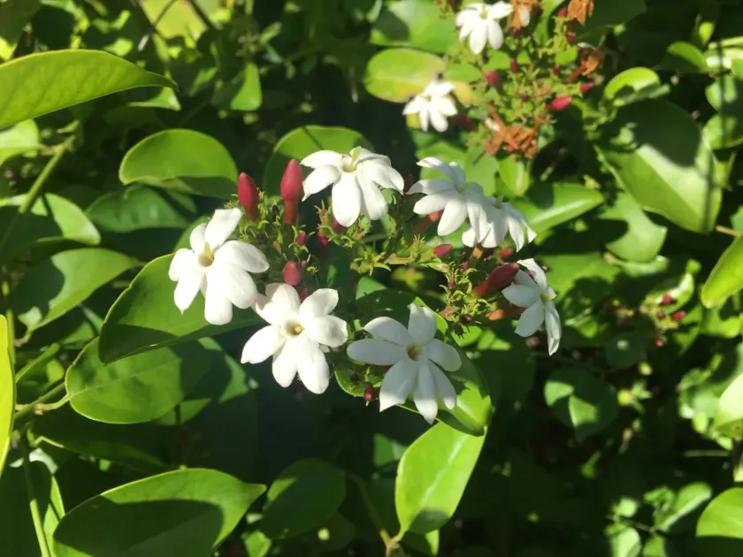Gold Coast jasmine
